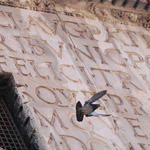 pigeon Rome